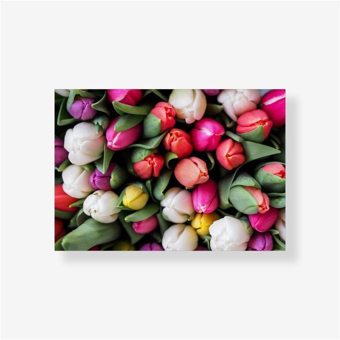 Многоцветье тюльпанов